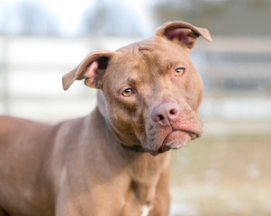 Obraz premium A red Pit Bull Terrier mixed breed dog listening with a head tilt