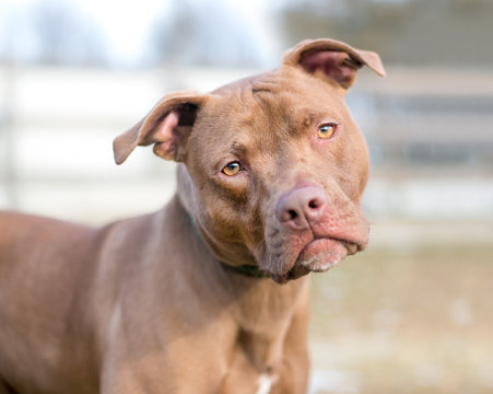A red Pit Bull Terrier mixed breed dog listening with a head tilt