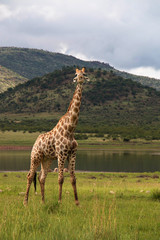 Obraz premium Giraffe chewing on a bone in National Park South Africa