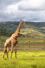 Giraffe chewing on a bone in National Park South Africa