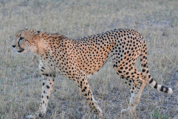 Cheetah (Acinonyx jubatus) walking in the evening light in the Sabi Sands, Greater Kruger, South Africa