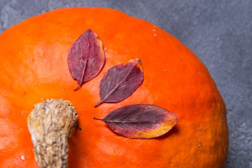 Round orange pumpkin with leaves