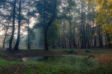Park on a foggy morning in Konstancin Jeziorna, Mazowieckie, Poland