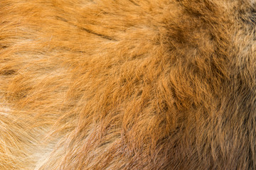 Saint Bernard fur texture