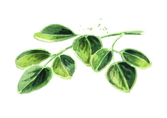 Herbal Moringa leaves. Watercolor hand drawn illustration, isolated on white background