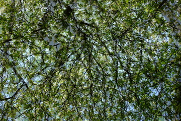 Abstract floral background. Pattern of green branches and grass