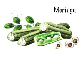 Pods and seeds of Moringa. Watercolor hand drawn illustration, isolated on white background