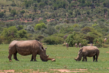 Fototapeta premium Rhinos grazing on green grass with Zebras in the background
