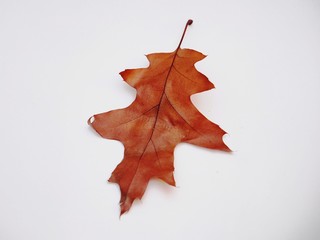 Brown fallen oak leaf on white background.