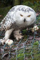 A female snowy owl clutching her food
