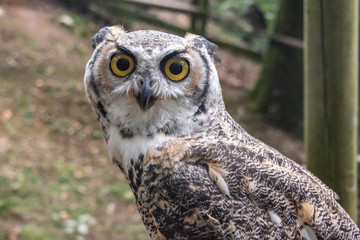 Close up of a great horned owl in an enclosure in the UK