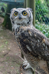 Close up of a great horned owl in an enclosure in the UK