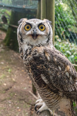 Close up of a great horned owl in an enclosure in the UK