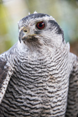 Close up of the face of a male goshawk.