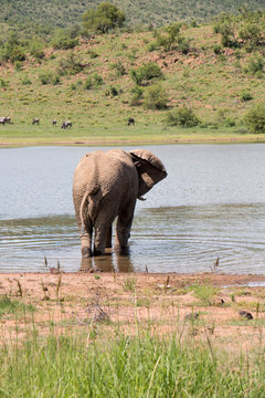 Elephant on his way in to waterhole