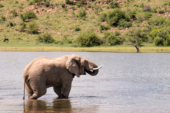 Elephant drinking water on a hot summer's day