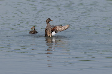 Gadwall duck (Anas strepera) stretching wings after preening