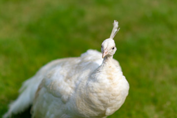 White peacock on the grass in the park