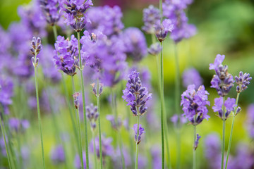 Close up of purple lavender flowers in a garden in the UK