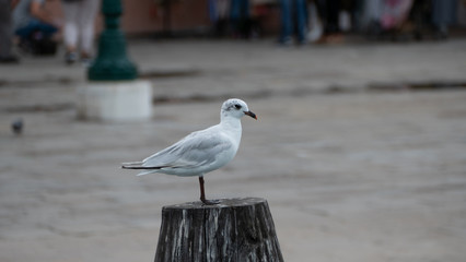 Seagull in Venice