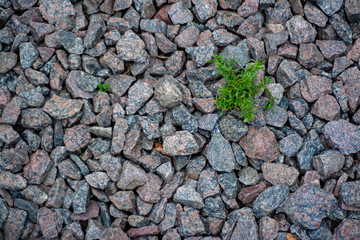The texture of gravel through which the plant germinates. Concept: life will make it through no matter what
