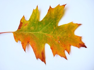Fototapeta premium Yellow fallen oak leaf on white background.