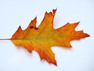 Yellow fallen oak leaf on white background.