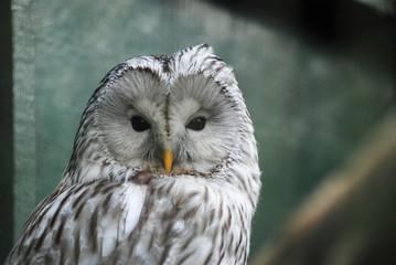 Face of Ural Owl