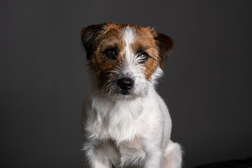 Jack Russell portraits 1 y.o.