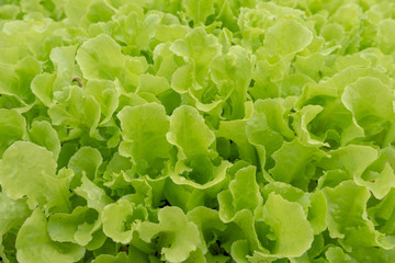 closeup green oak lettuce