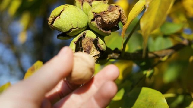 The man takes out of the outer protective skin of a walnut.  Side view, real time, natural light, outdoor, close up, autumn