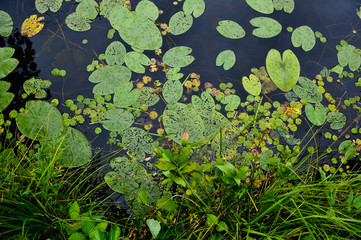 Forest lake