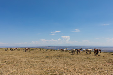 Majestic Wild Horses in the High Desert