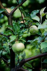 fresh green apples on tree with drops of rain in organic garden close up 