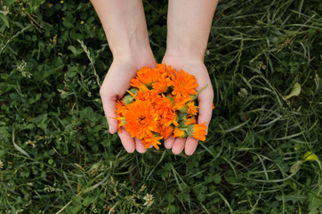Yellow flowers of calendula in the hands of a woman on the background of herbs, medicinal plant, background for the inscription, panorama