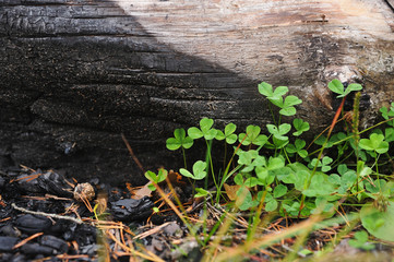 Green oxalis on the burnt ground.