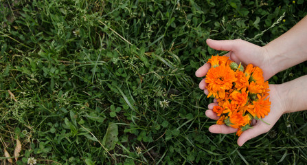 Yellow flowers of calendula in the hands of a woman on the background of herbs, medicinal plant, background for the inscription, panorama - obrazy, fototapety, plakaty