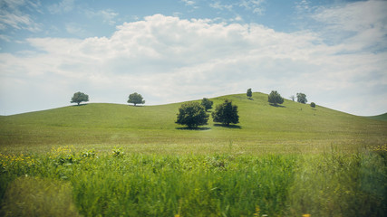 Fototapeta premium Green grass field with single trees on small hills and blue sky with clouds.in motion