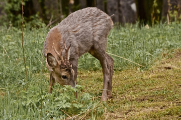 Junger Rehbock im Fellwechsel