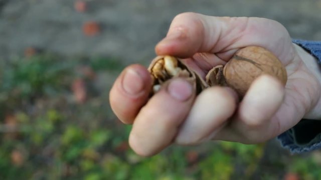 Girl breaks hands hard walnut shell. The woman shows the fragments of a nut on the palm. Top down view, real time, natural light, outdoor, real time, close up, autumn