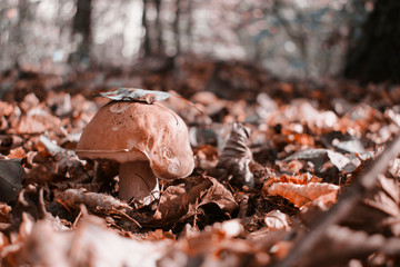  mushroom in the forest