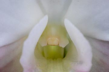 Close up of orchid flowers in the park.