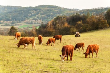 Fototapeta na wymiar Cows on autumn pasture in the Czech Republic. Country scenery on late autumn season. Cows grazing. Life on the farm.