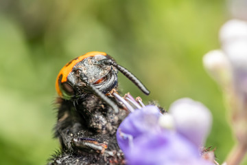 Japanese Giant Hornet (Vespa Mandarinia Japonica) Gathering Flower Pollen