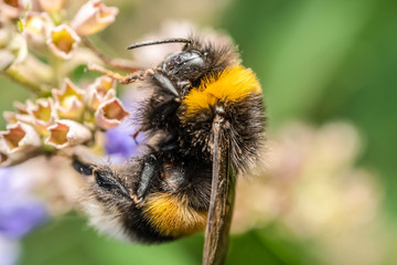 Bumblebee (Bombus Terrestris) Gathering Flower Pollen