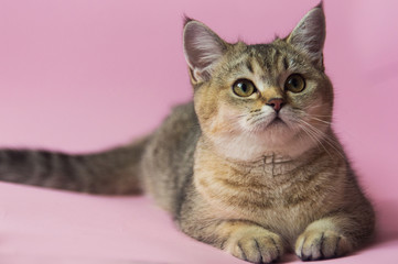 kitten cat scottish straight, lop-eared fluffy, animal