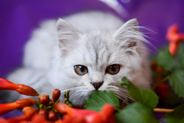 kitten cat scottish straight, lop-eared fluffy, animal