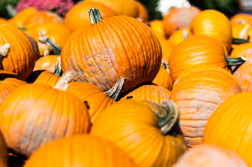 pumpkins and gourds