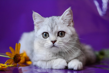 kitten cat scottish straight, lop-eared fluffy, animal