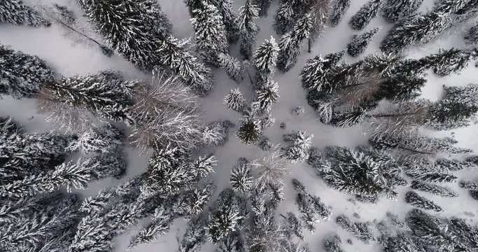 Going down overhead vertical aerial above snowy pine woods forest.Cloudy bad weather.Winter Dolomites Italian Alps mountains outdoor nature establisher.4k drone flight establishing shot